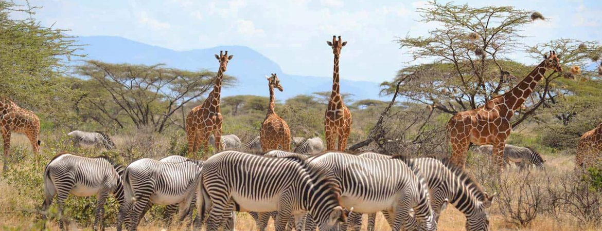1665574526_8_Samburu-National-Park-1170×450 1665574526_8_Samburu-National-Park-1170×450