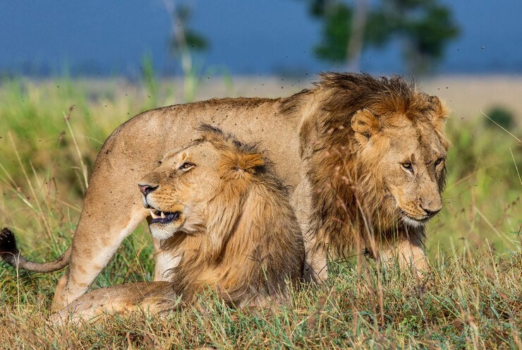 1683641270_10_two-young-lions-savannah-together_265142-4332 1683641270_10_two-young-lions-savannah-together_265142-4332